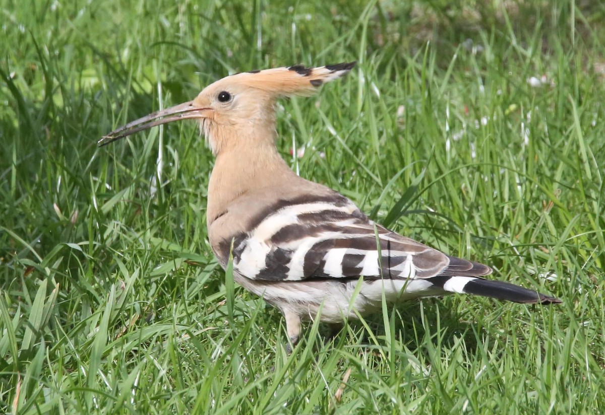Eurasian Hoopoe - ML641741869