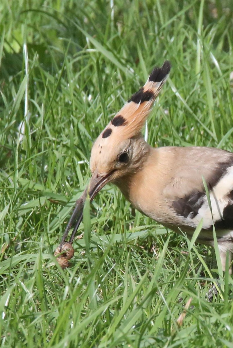 Eurasian Hoopoe - ML641741870