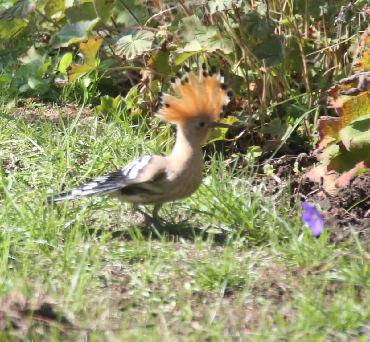 Eurasian Hoopoe - ML641741871