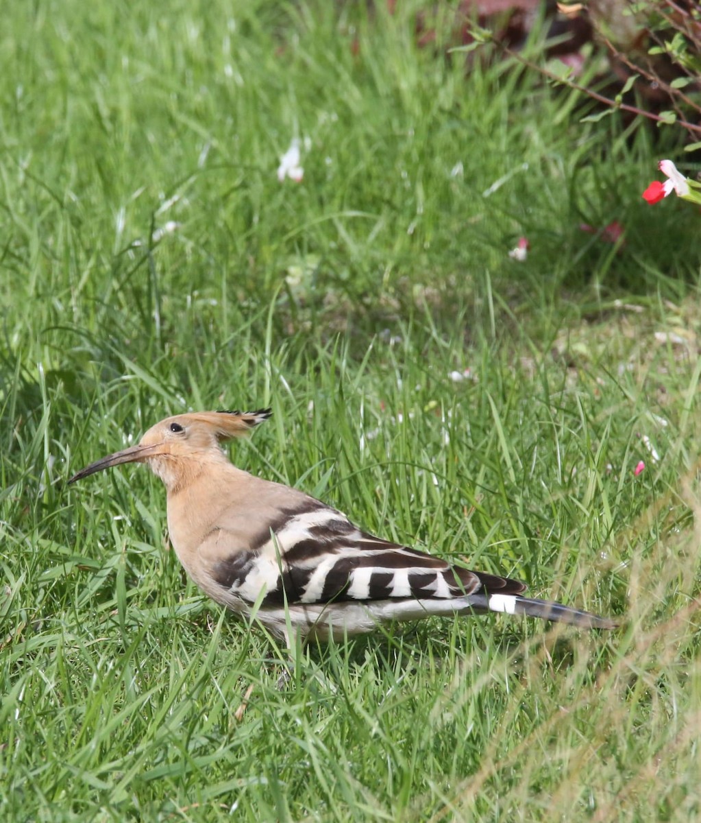 Eurasian Hoopoe - ML641741872