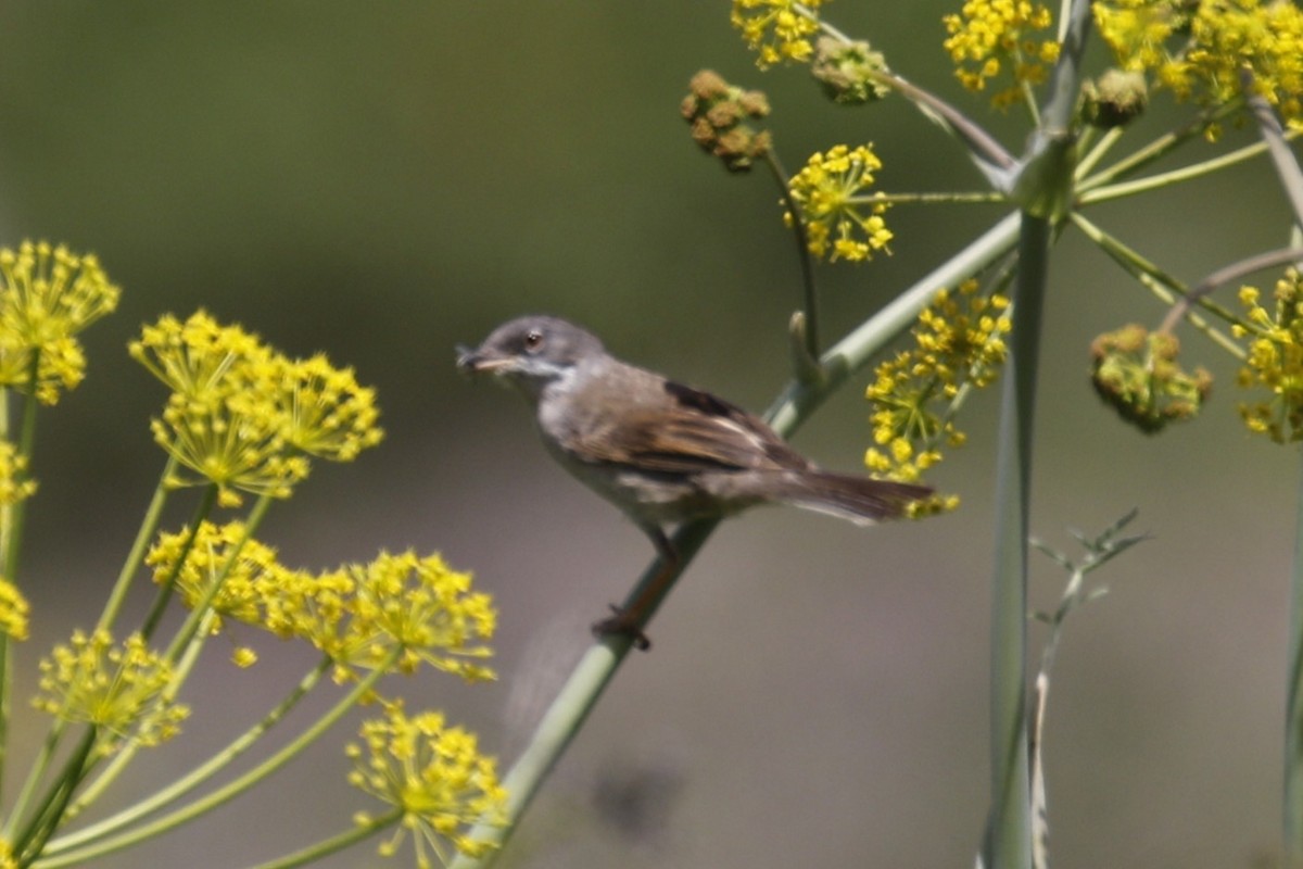Greater Whitethroat - ML641741936