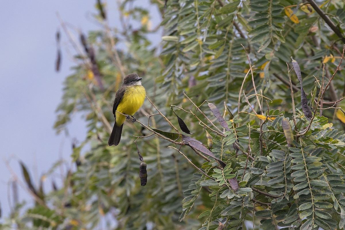 Dusky-chested Flycatcher - ML641741946