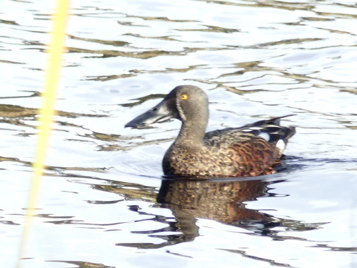 Canard bridé - ML641741956