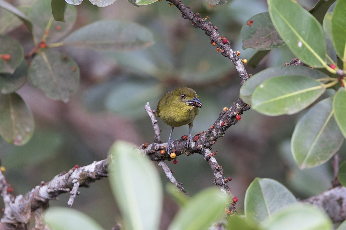 Yellow-lored Tanager - ML641741958