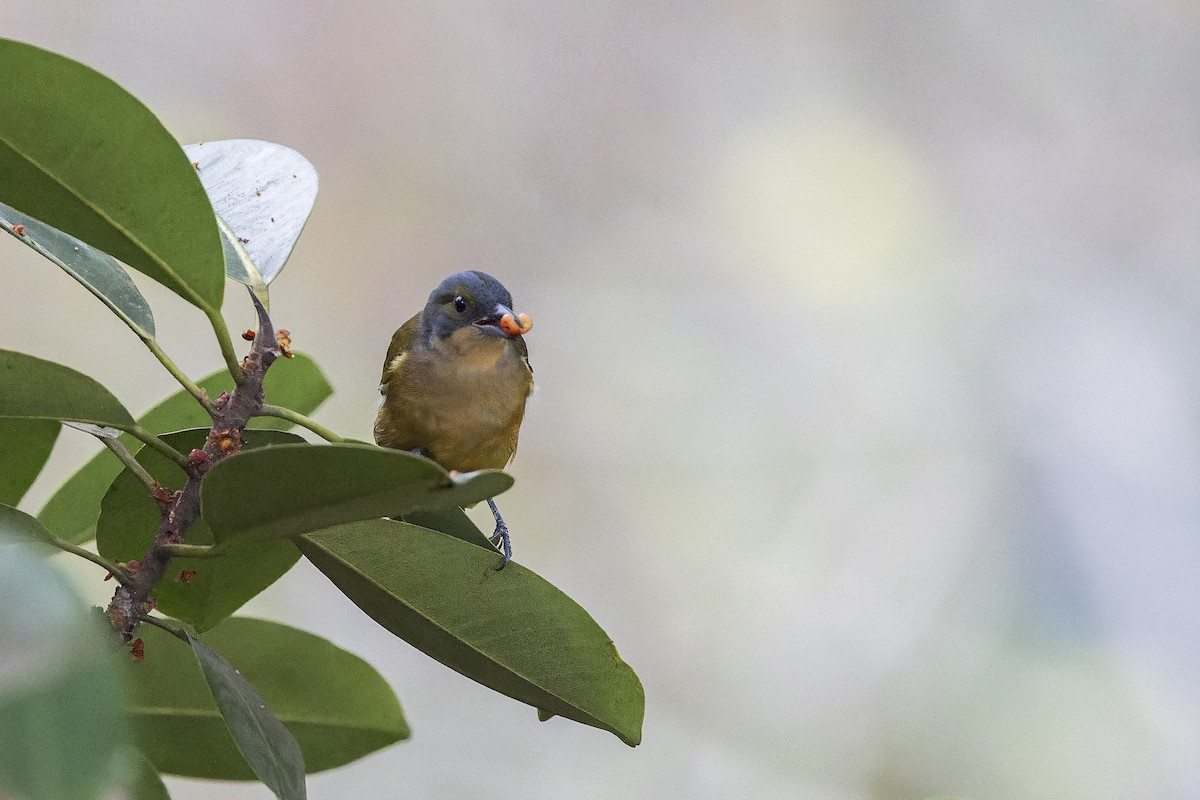 Fulvous-crested Tanager - ML641741961