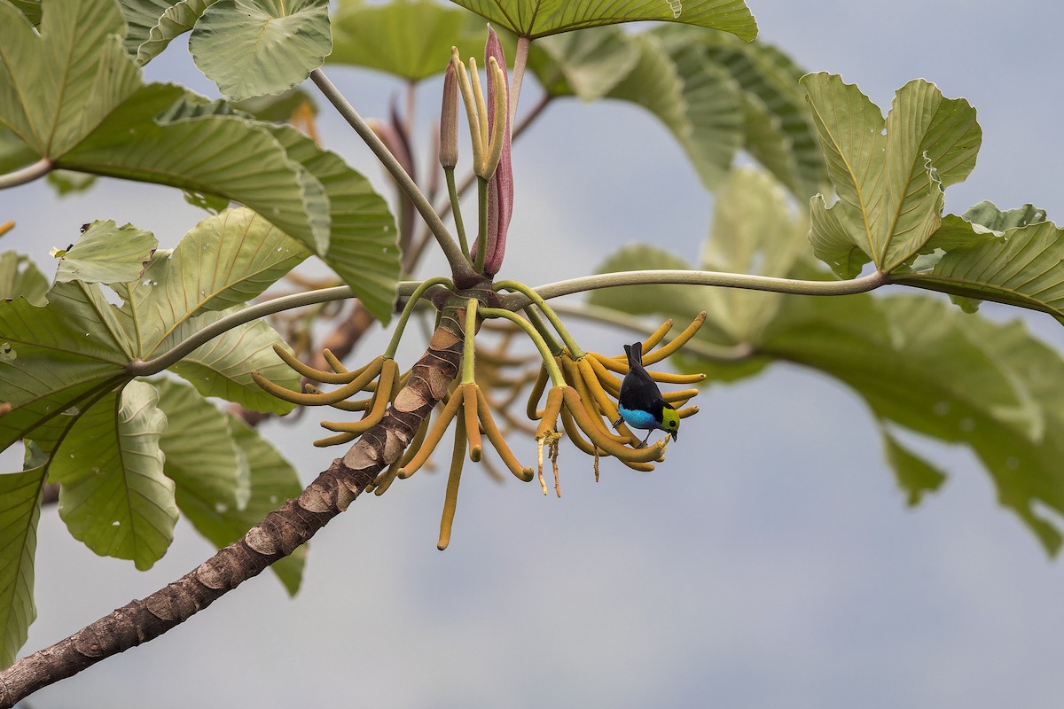 Paradise Tanager - ML641741966