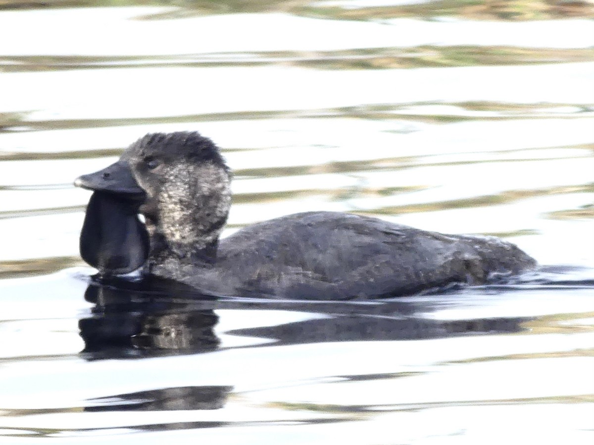 Musk Duck - ML641741967