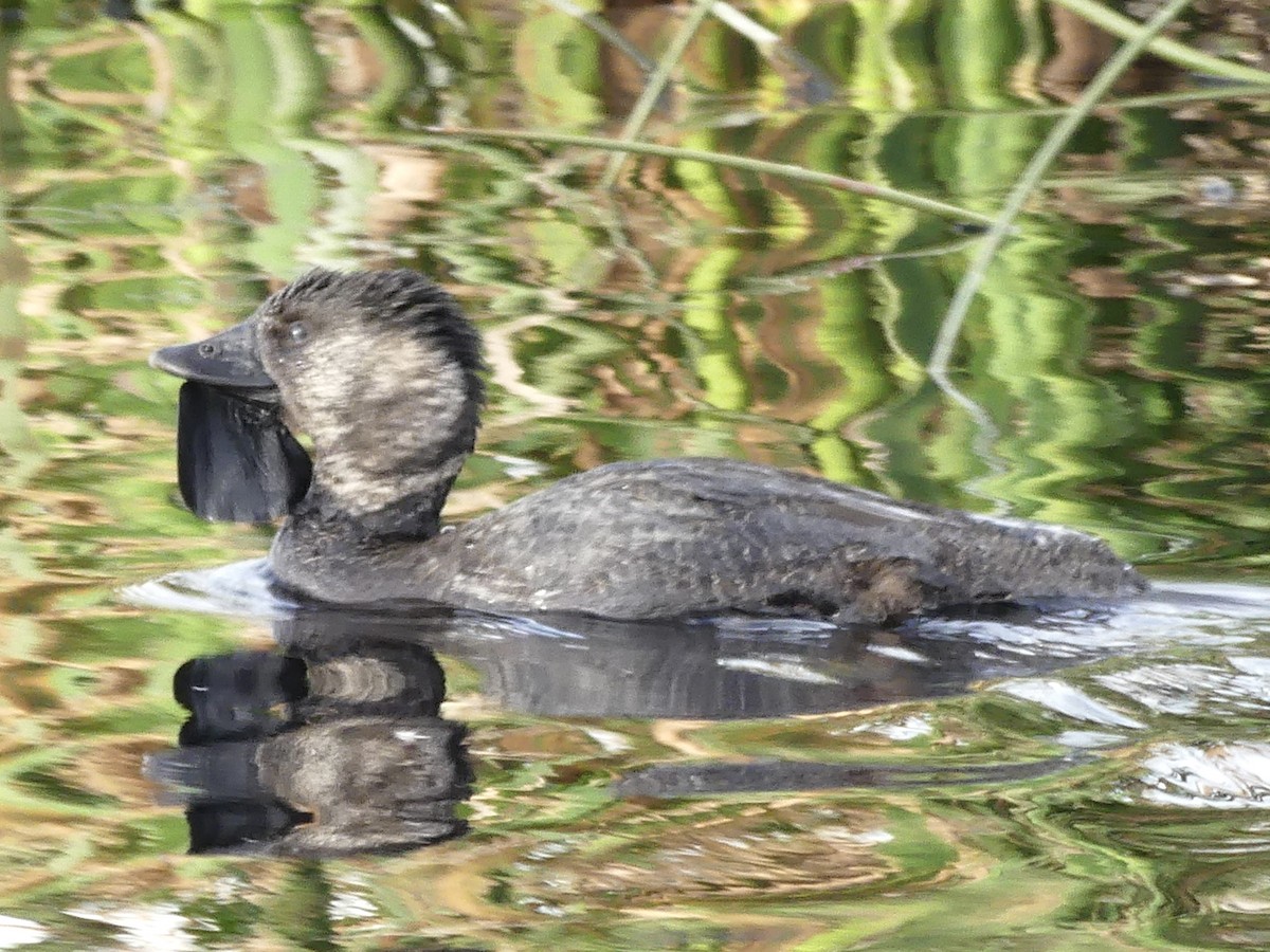 Musk Duck - ML641741968