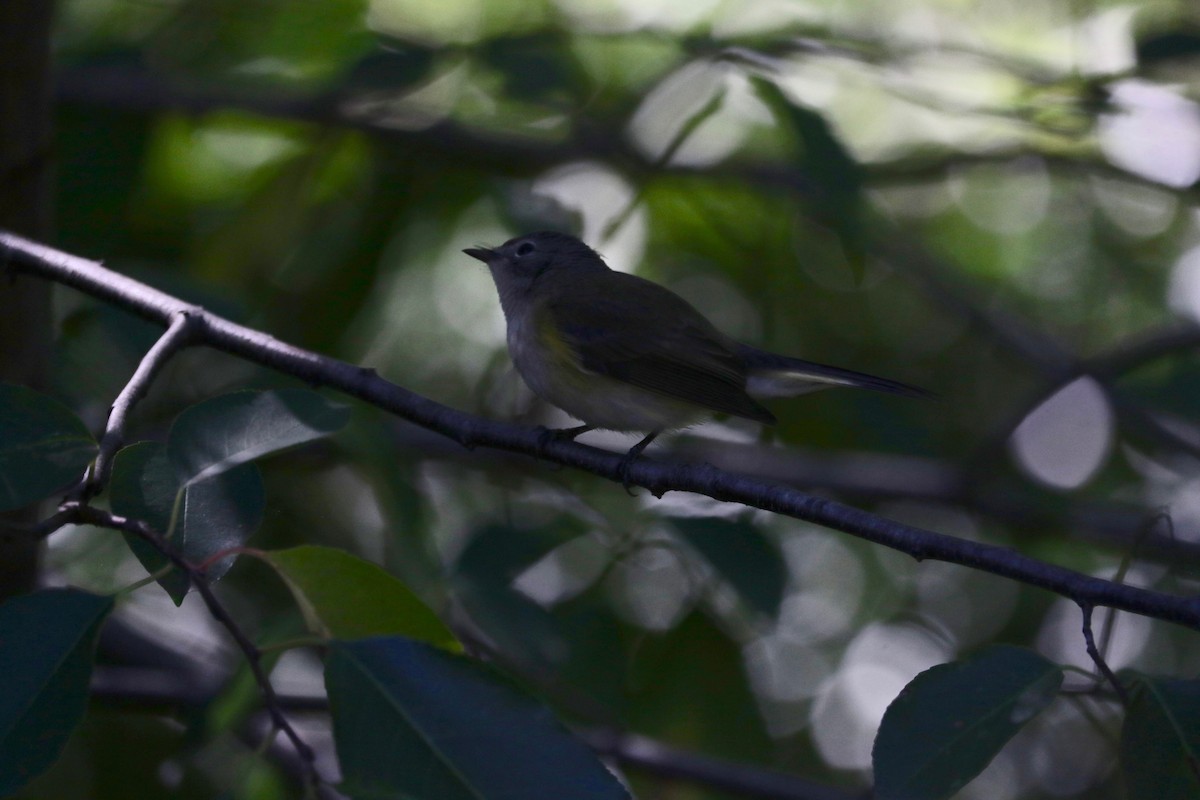 rødstjertparula - ML641741973