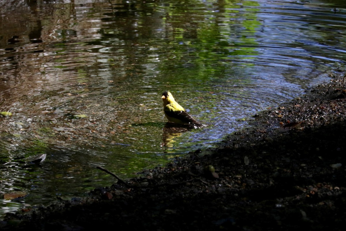 gulstillits - ML641741978