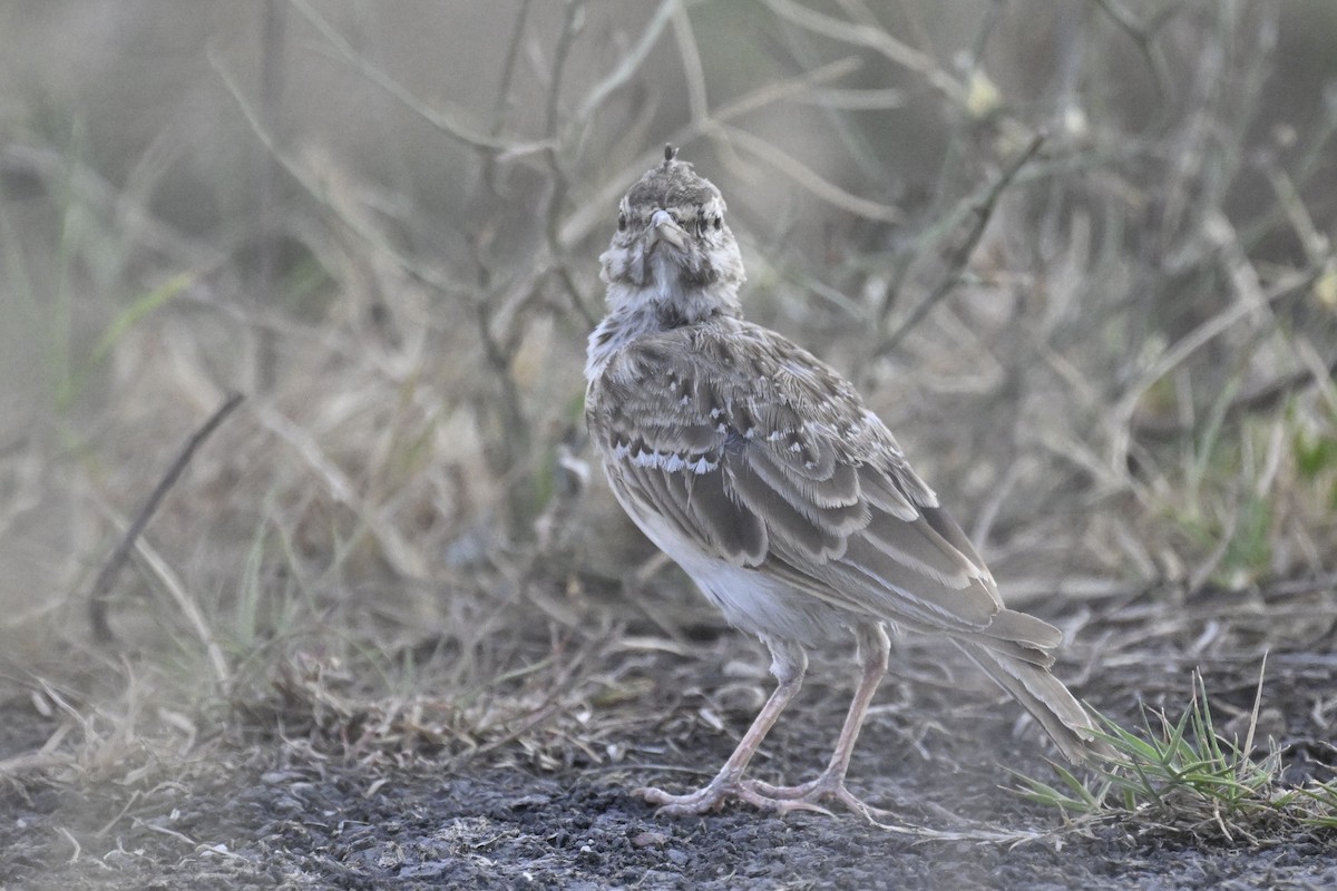 Crested Lark (Crested) - ML641741990