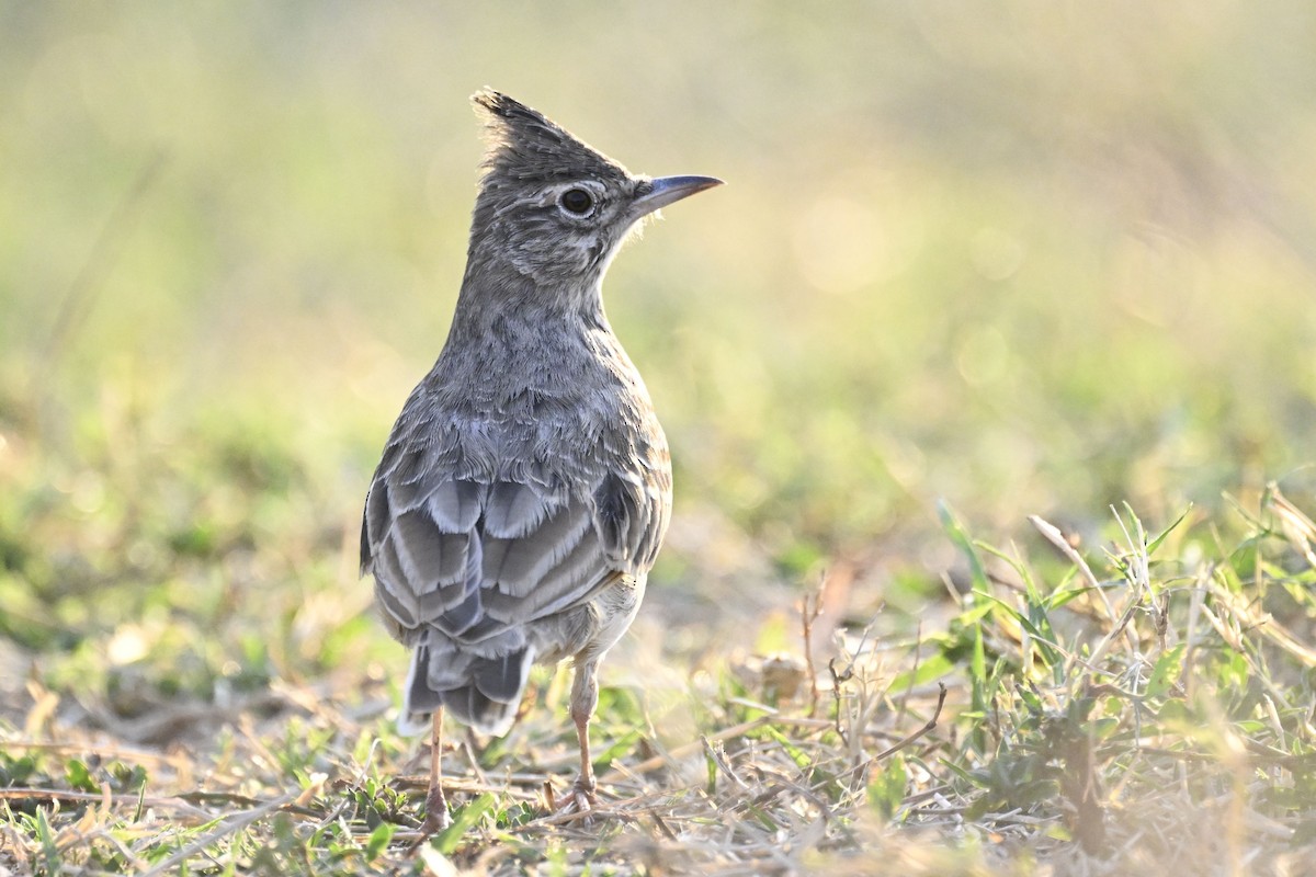 Crested Lark (Crested) - ML641741991