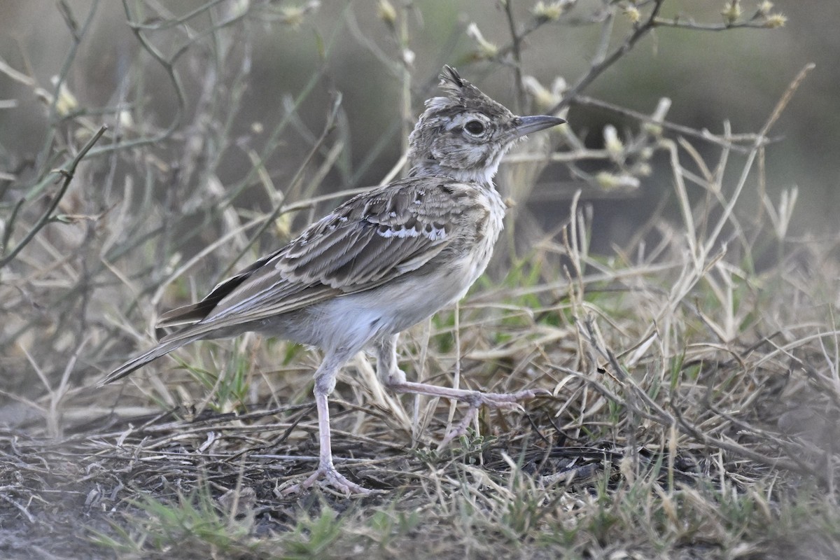 Crested Lark (Crested) - ML641741992