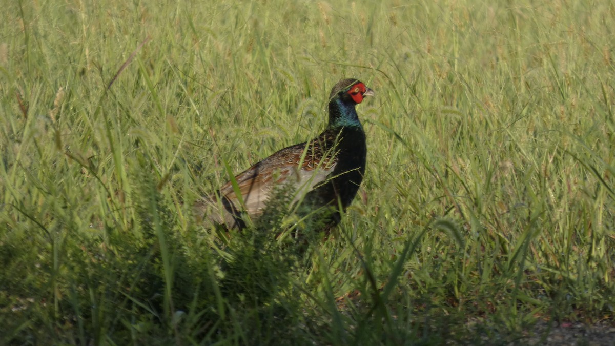 Green Pheasant - ML641741994