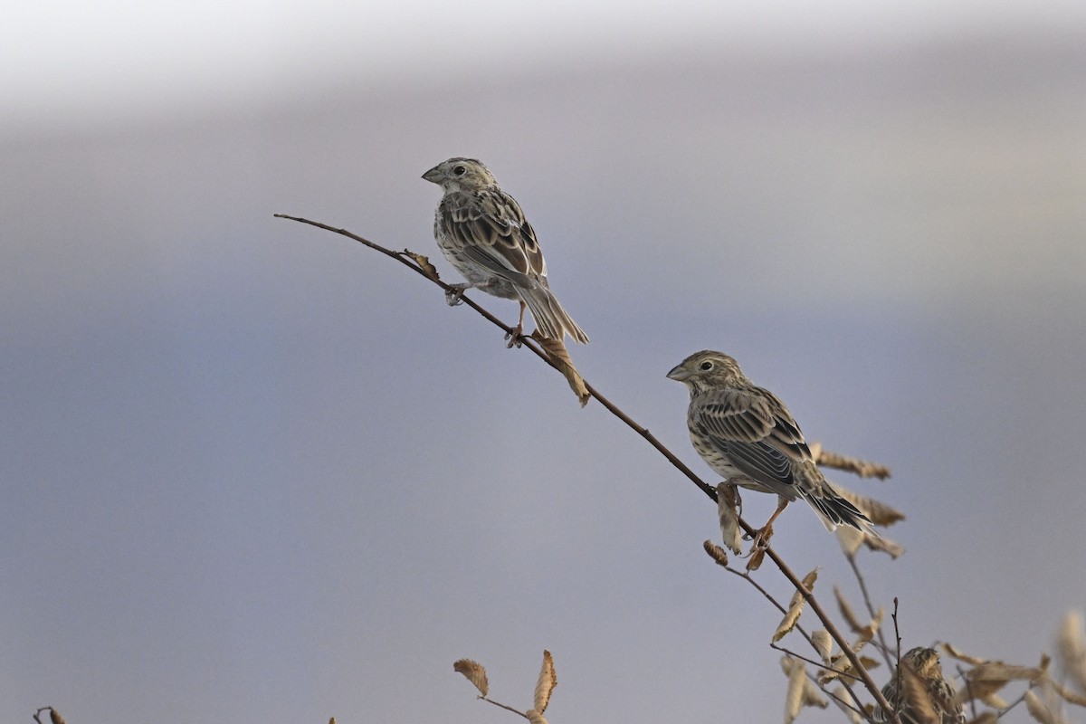 Corn Bunting - ML641742004