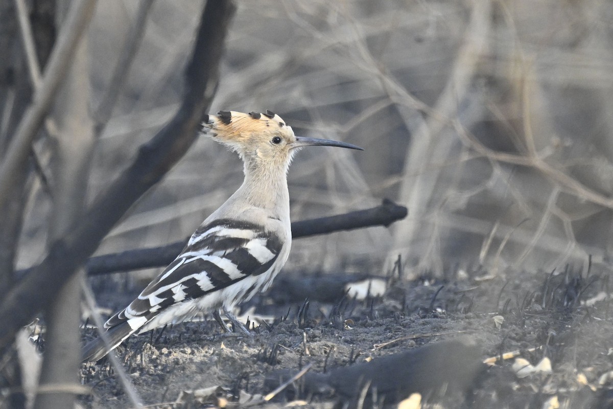 Common Hoopoe - ML641742006