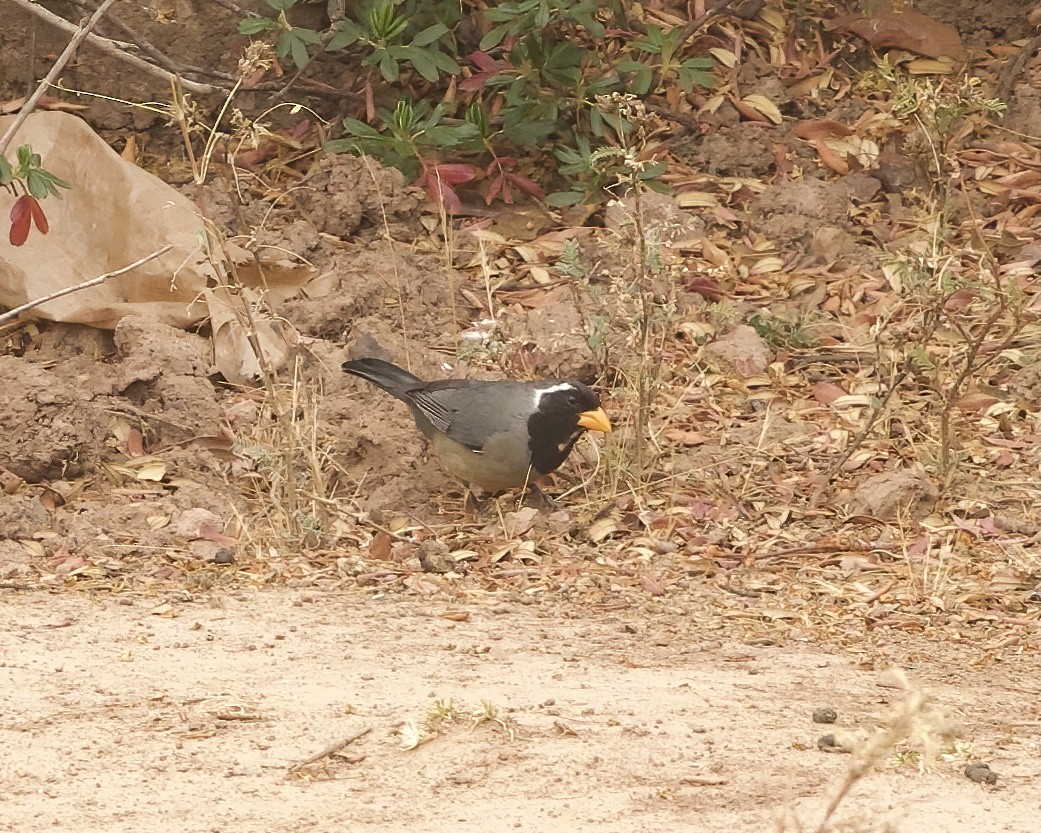 Golden-billed Saltator - ML641742027