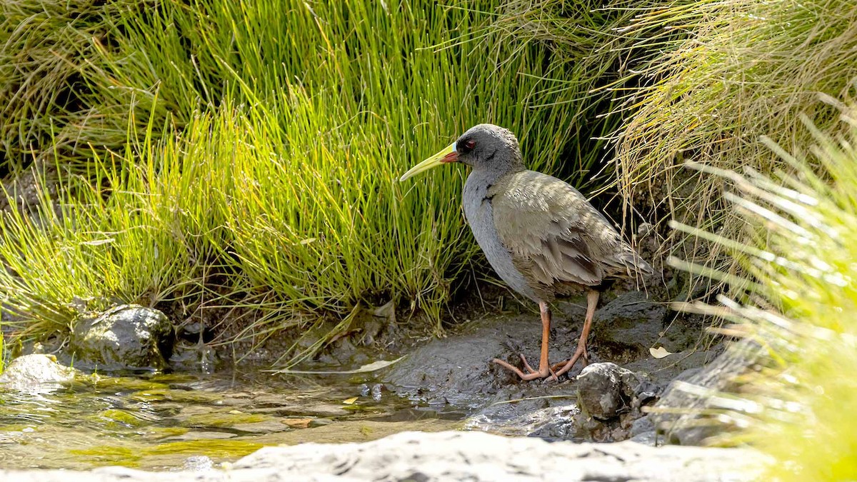 Plumbeous Rail - ML641742028