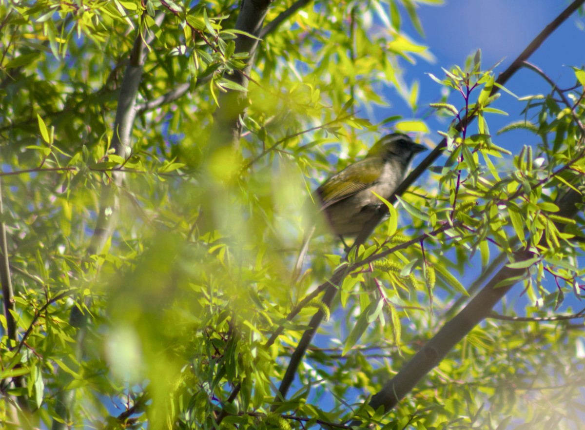 Green-winged Saltator - ML641742069