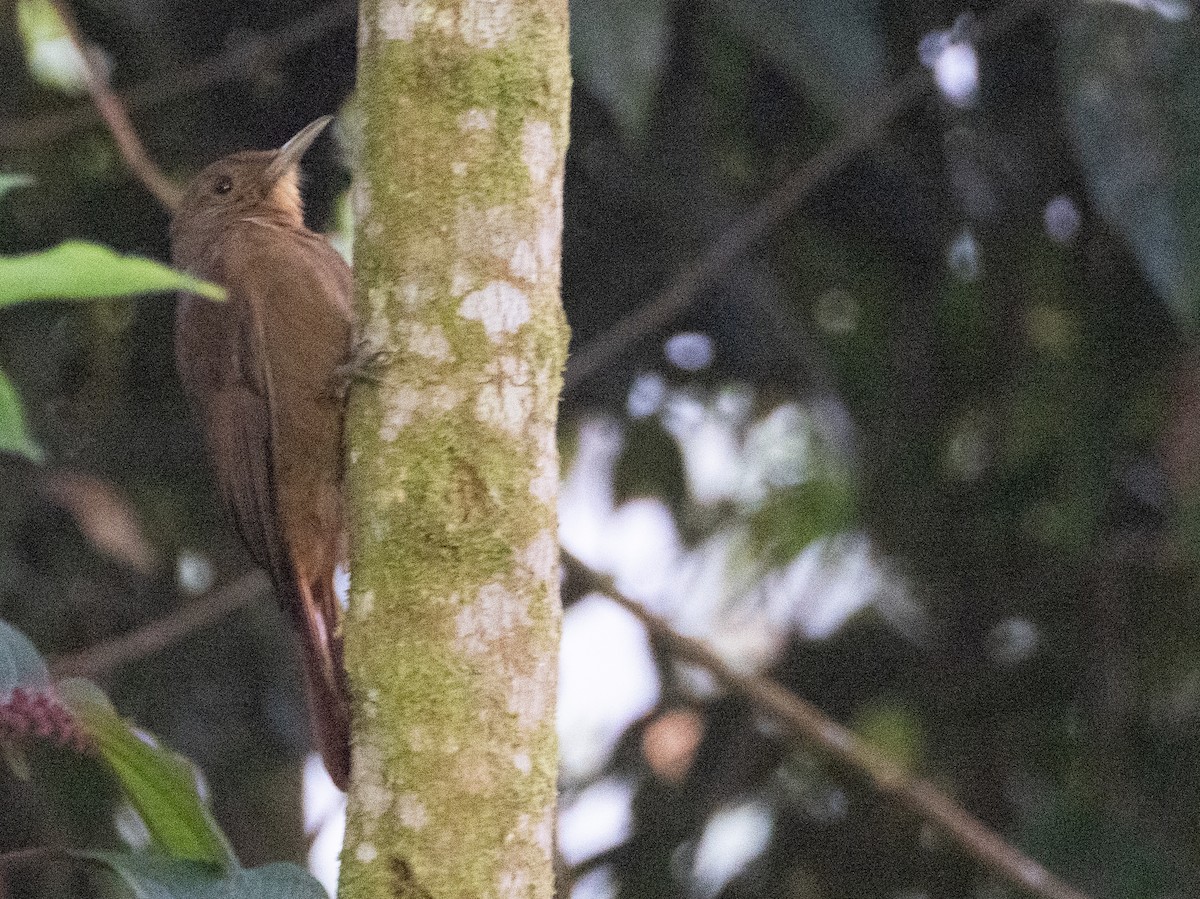 Plain-winged Woodcreeper - ML641742071