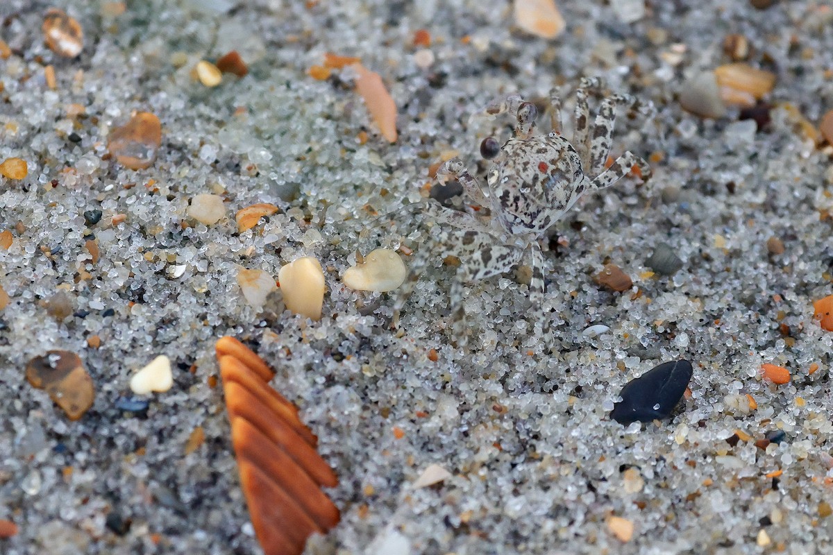 Crustaceans - ML641742094