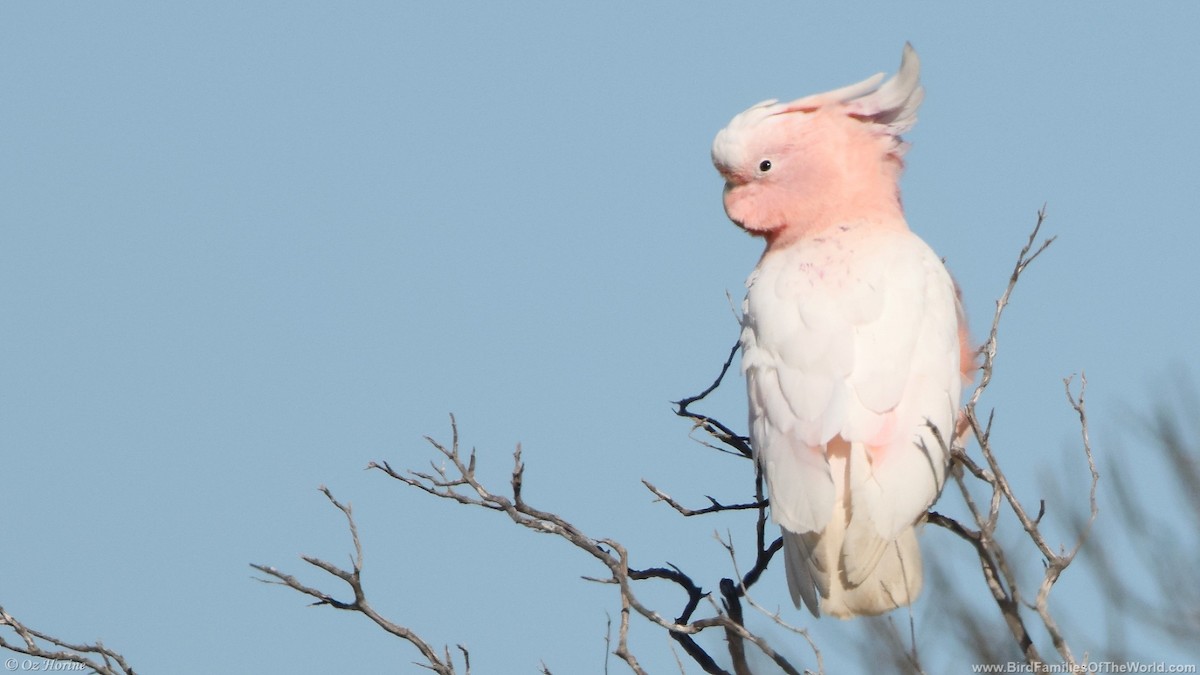 Pink Cockatoo - ML641742120