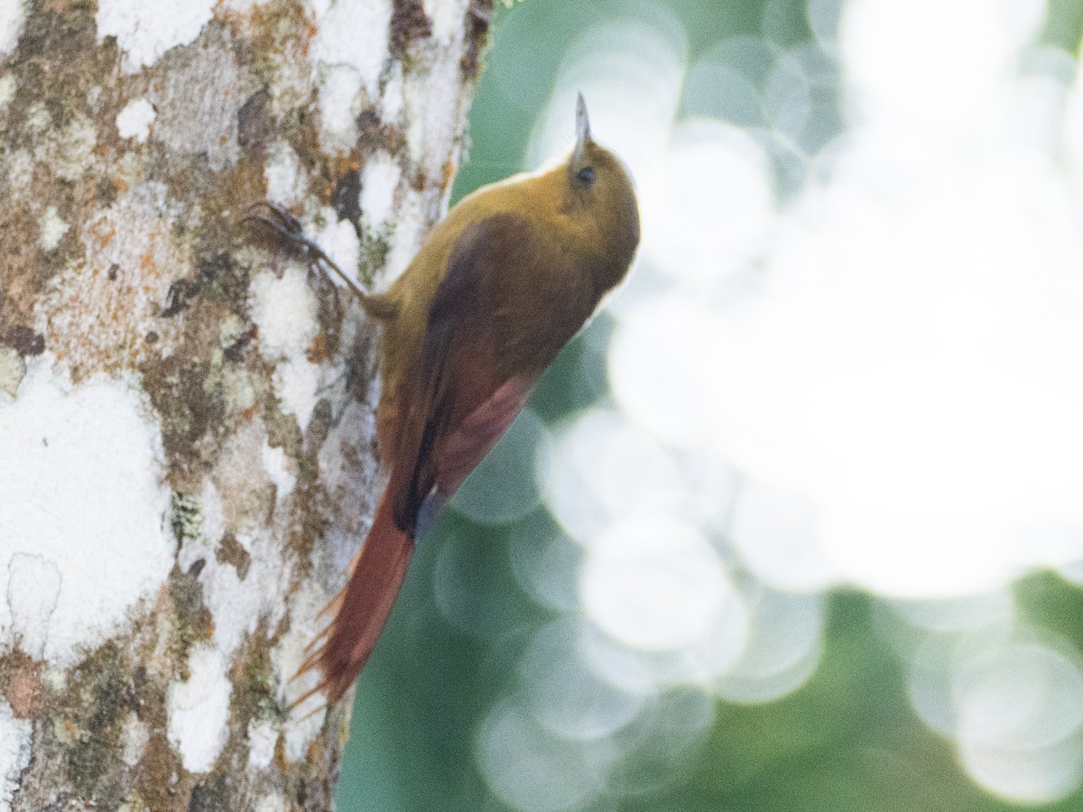 Olivaceous Woodcreeper - ML641742122
