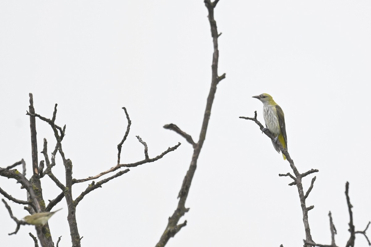 Eurasian Golden Oriole - ML641742123