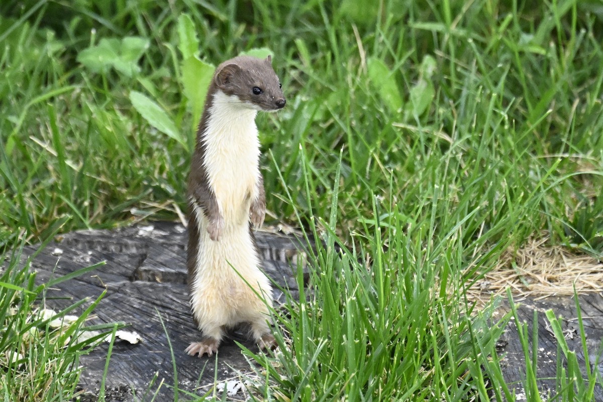 Transcaucasian Least Weasel - ML641742133