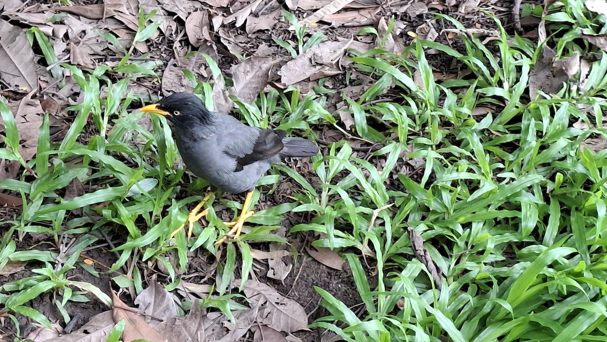 Javan Myna - ML641742165