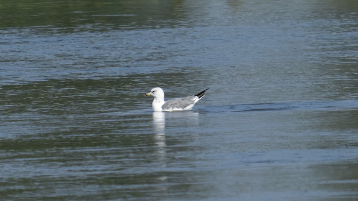 Armenian Gull - ML641742168