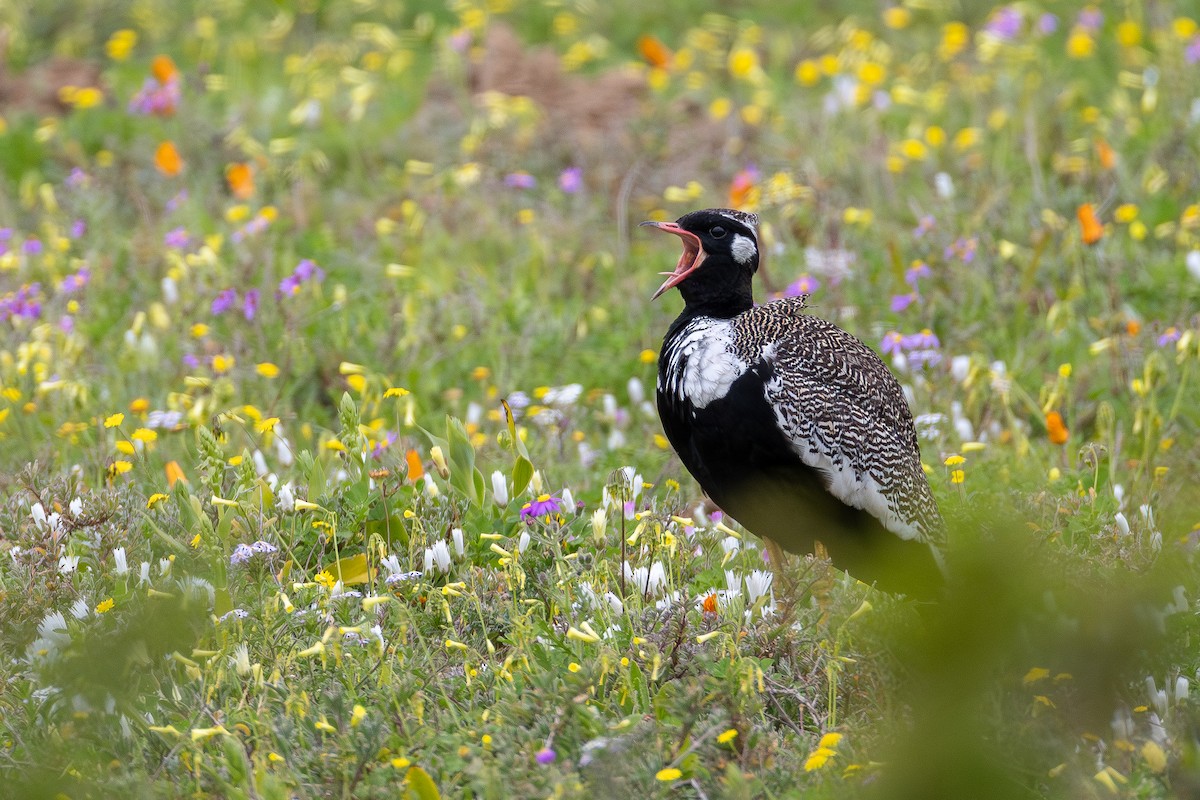 Black Bustard - ML641742172