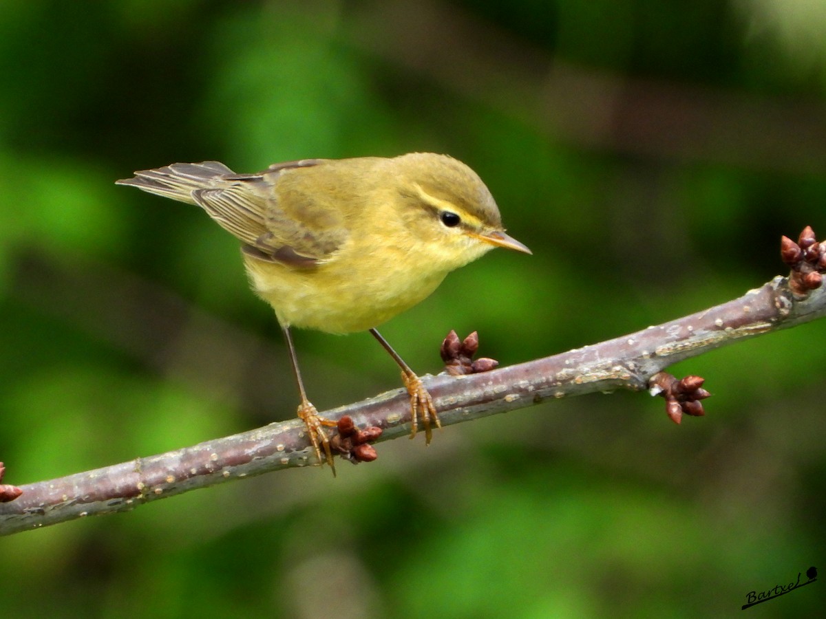 Common Chiffchaff - ML641742188