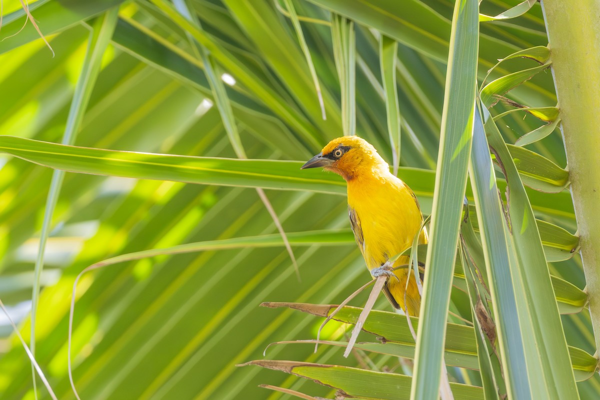 Spectacled Weaver - ML641742190