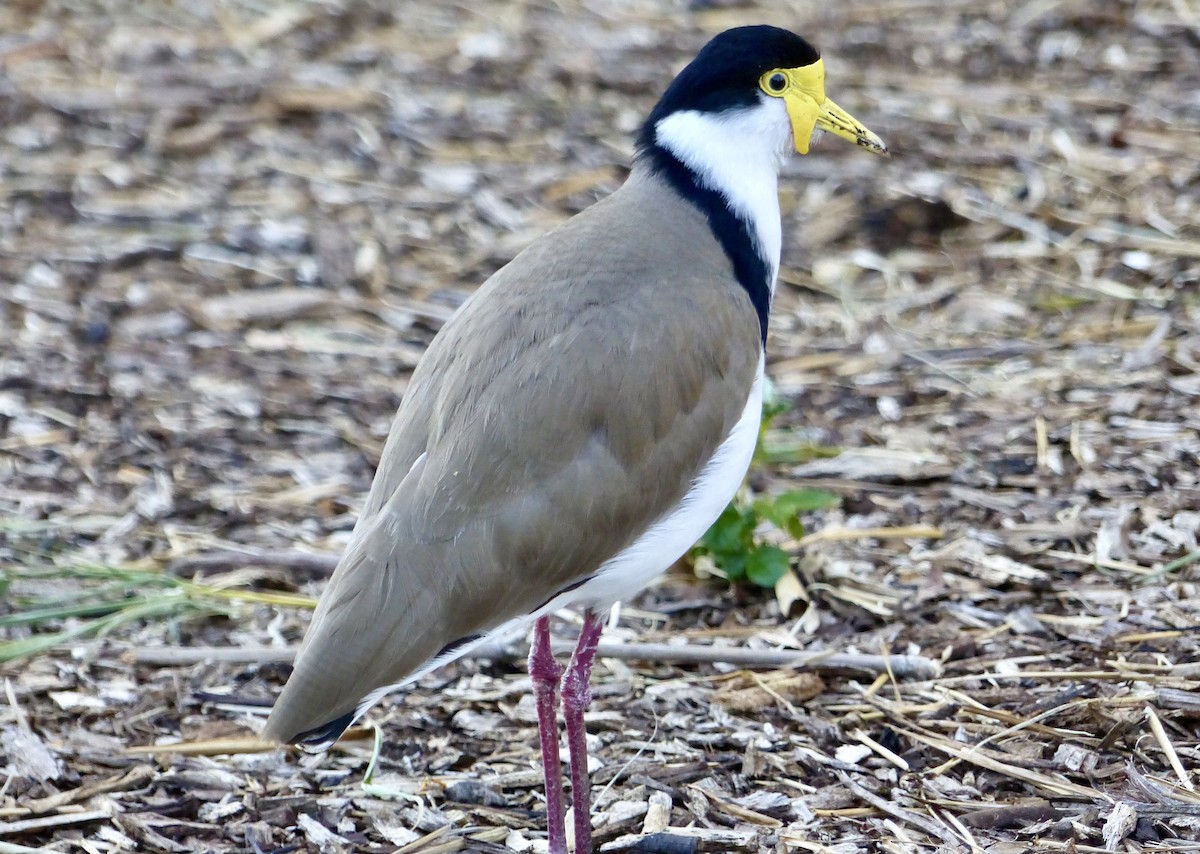 Masked Lapwing - ML641742204