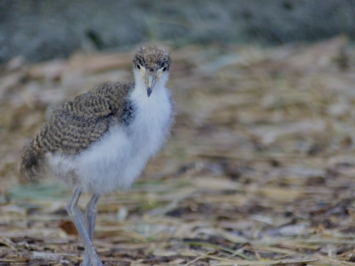 Masked Lapwing - ML641742205