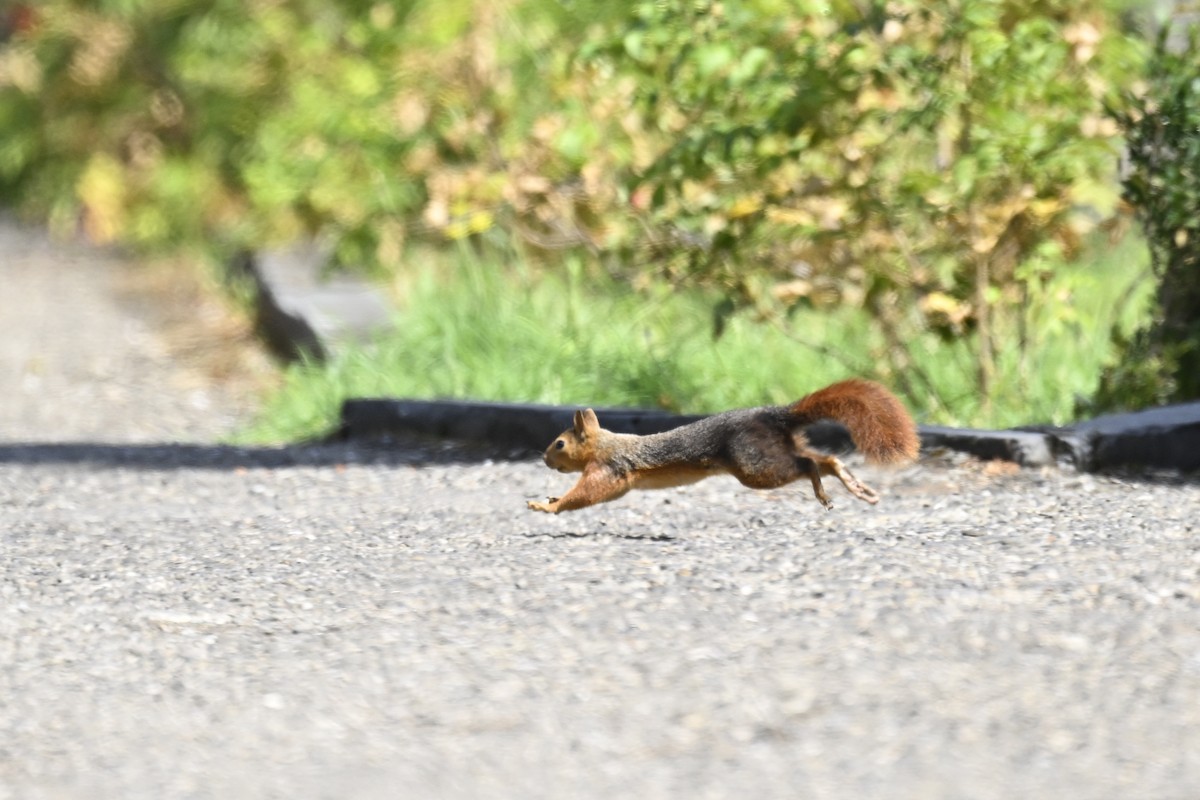 Caucasian Squirrel - ML641742206