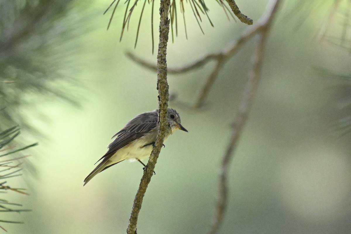 Spotted Flycatcher - ML641742211