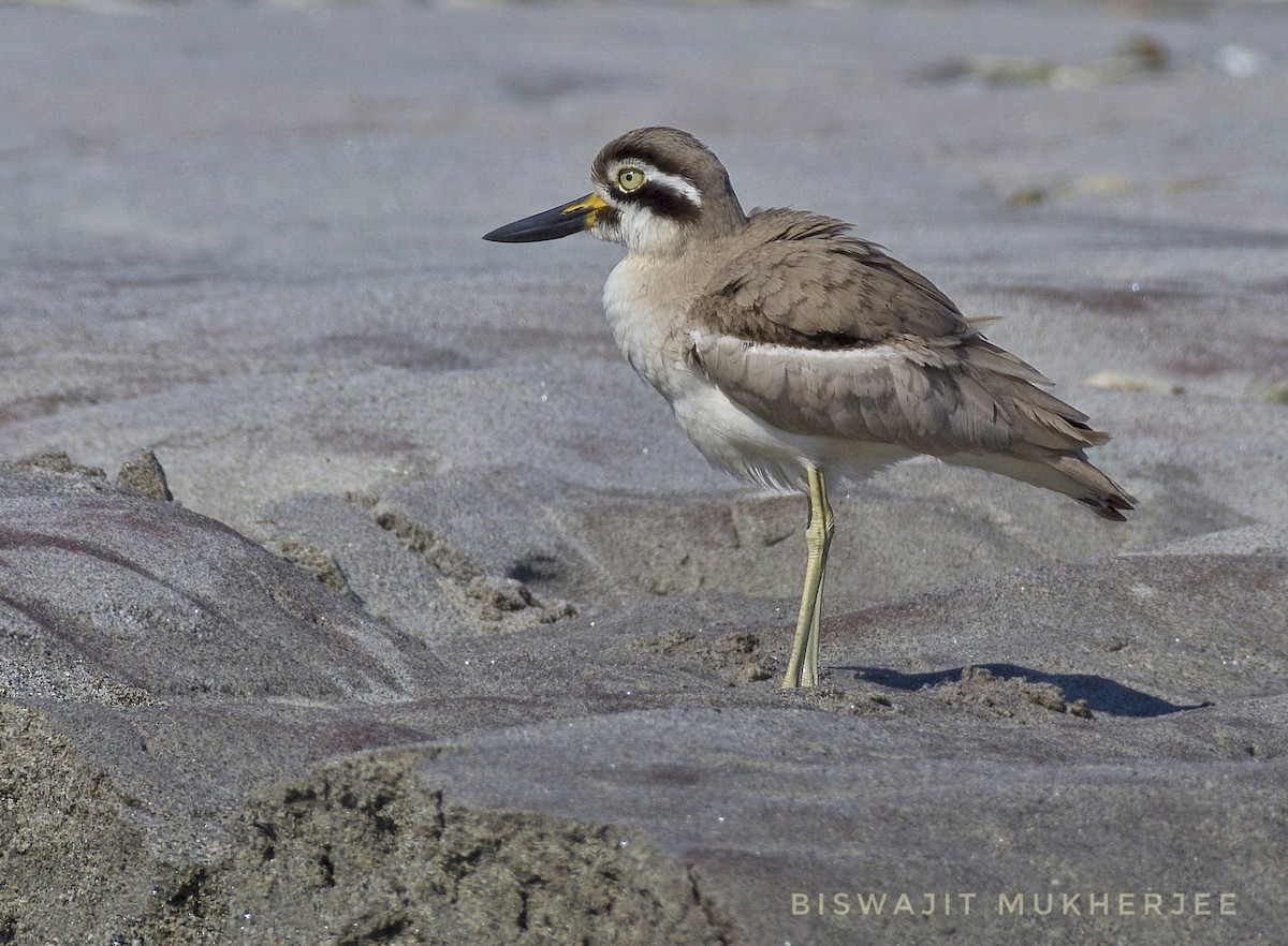 Great Thick-knee - ML641742217