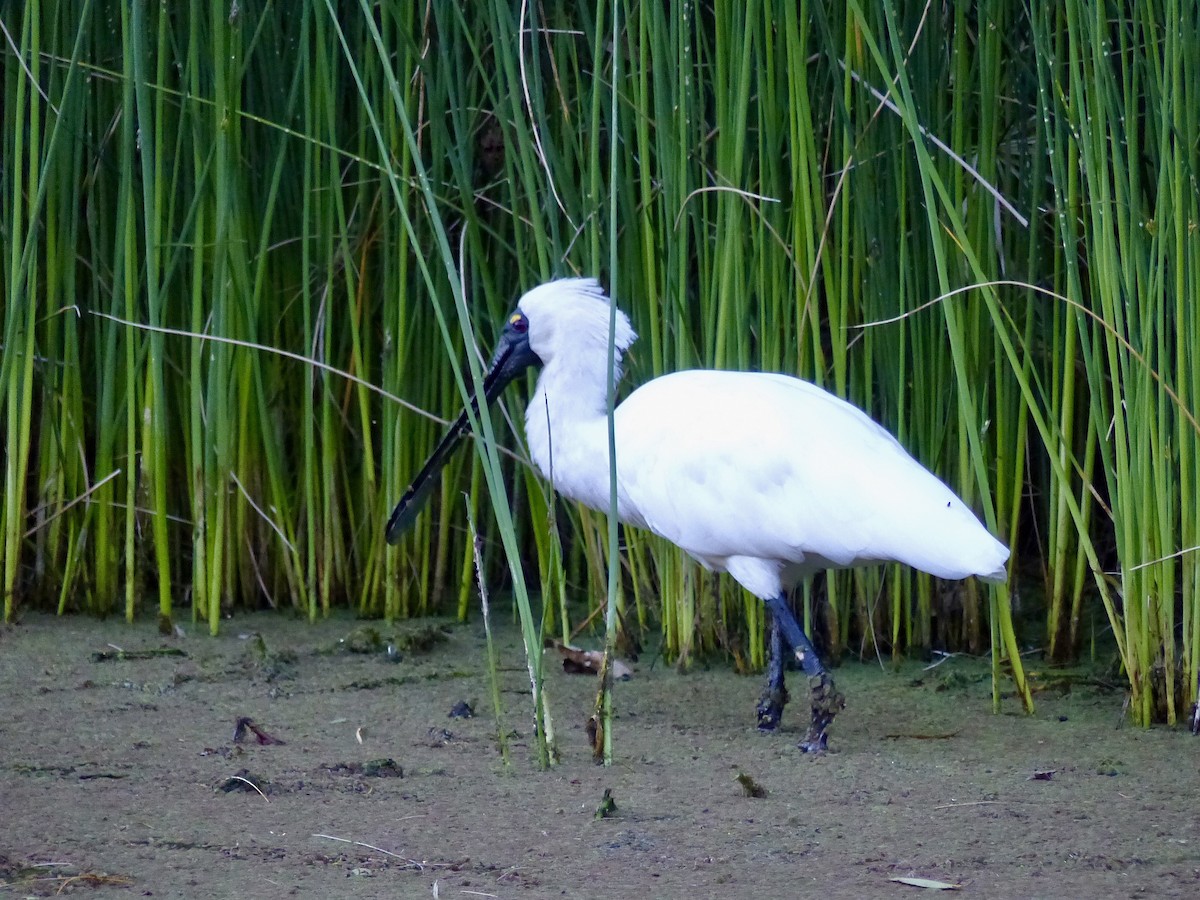 Royal Spoonbill - ML641742244
