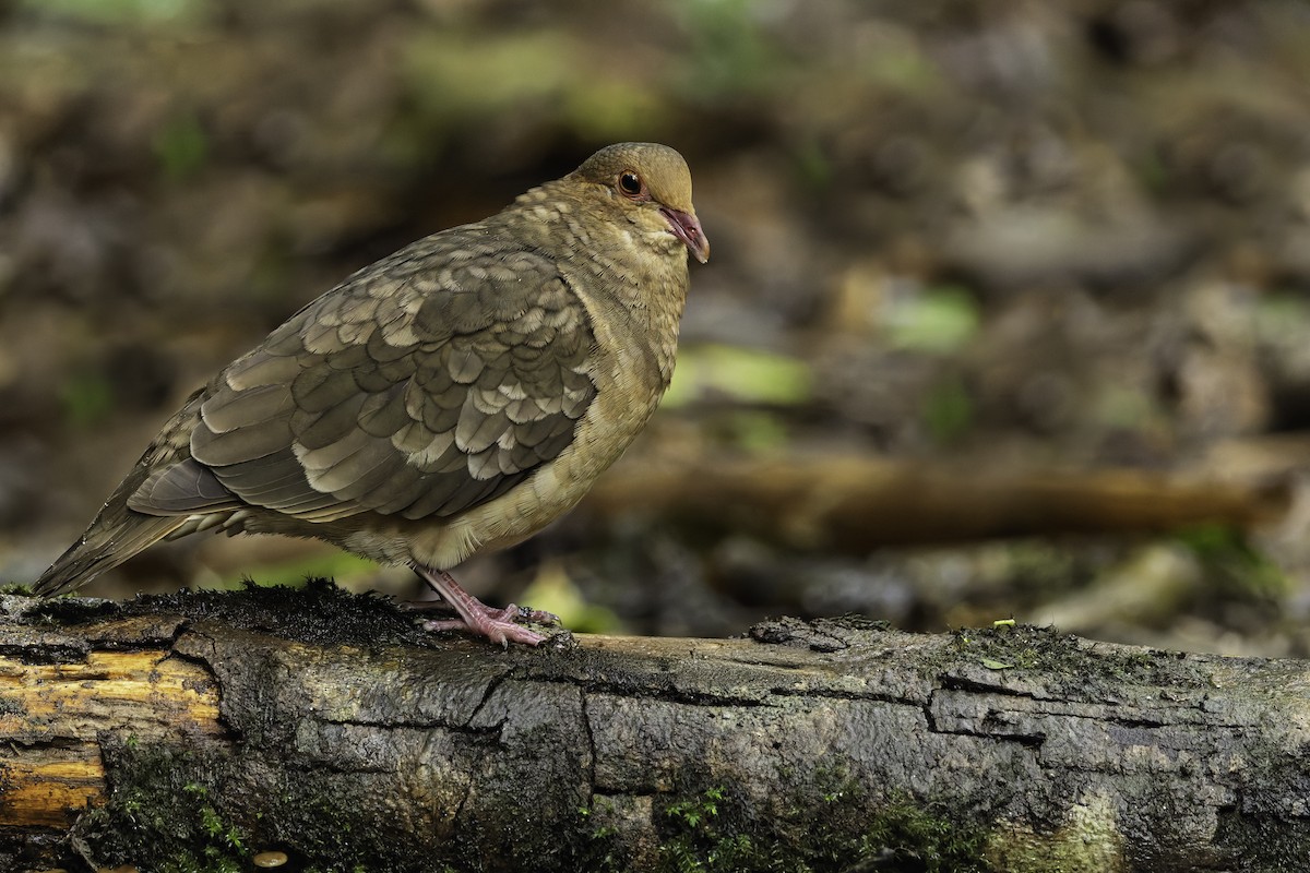 Ruddy Quail-Dove - ML641742279