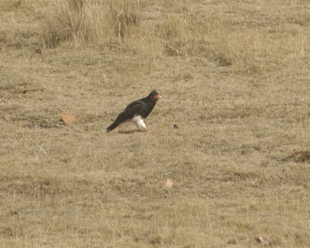 Mountain Caracara - ML641742282