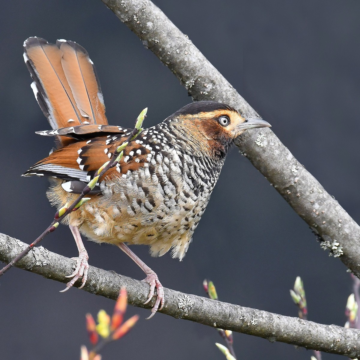 Spotted Laughingthrush - ML641742292
