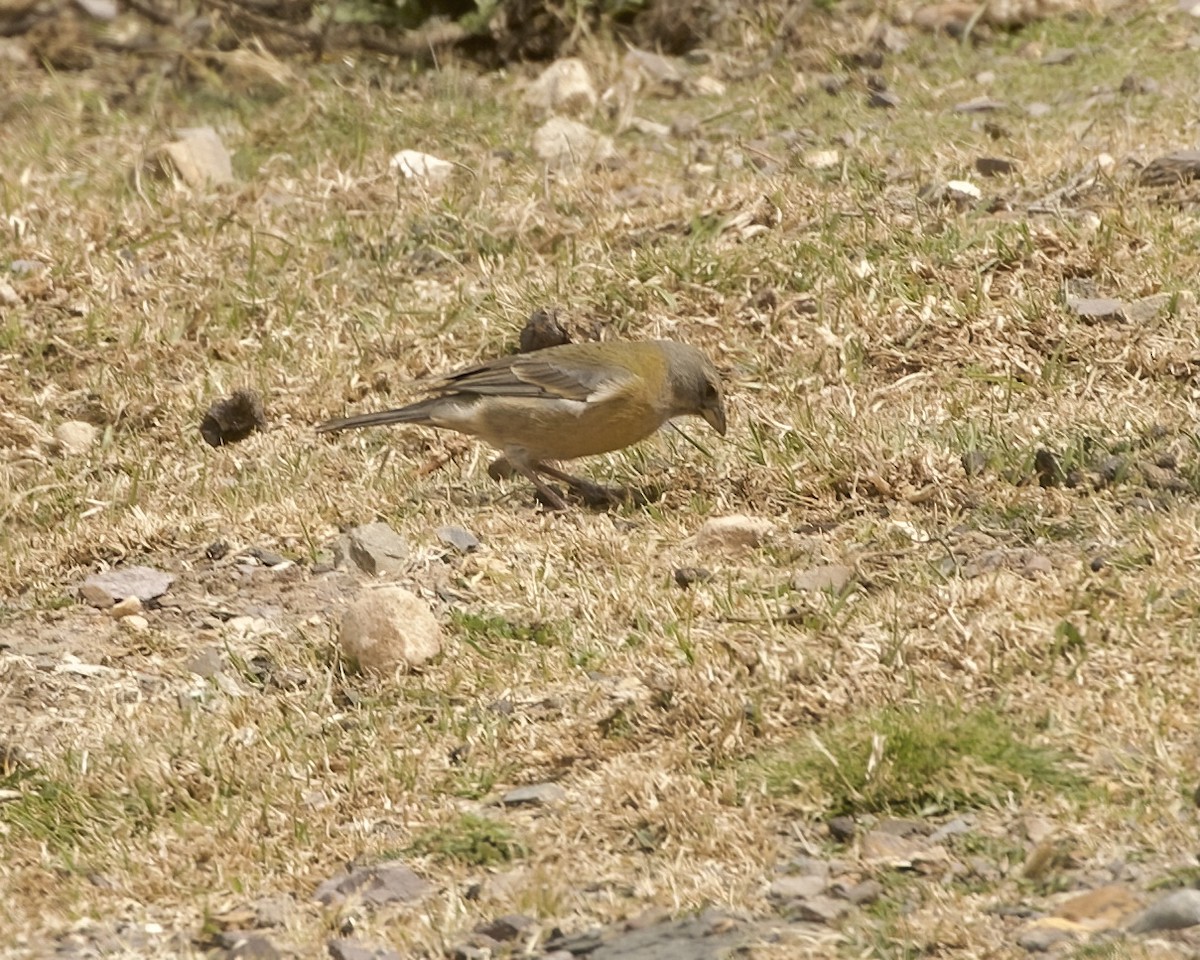 Peruvian Sierra Finch - ML641742306