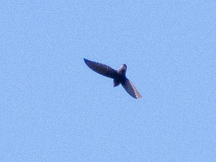 Gray-rumped Swift - ML641742327