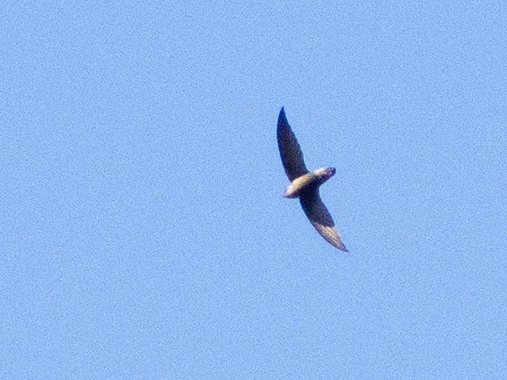 Gray-rumped Swift - ML641742328