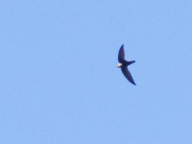 Gray-rumped Swift - ML641742329