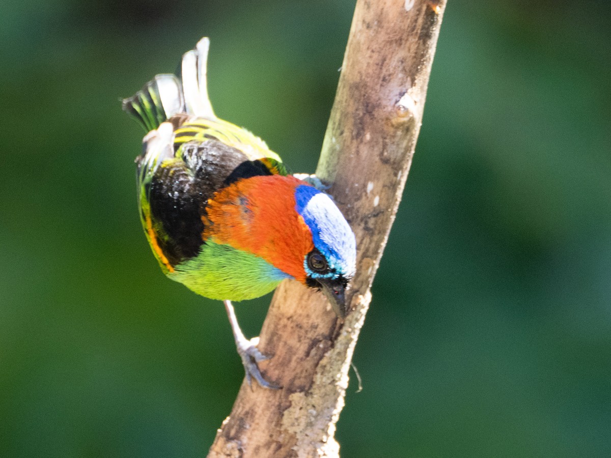 Red-necked Tanager - ML641742337