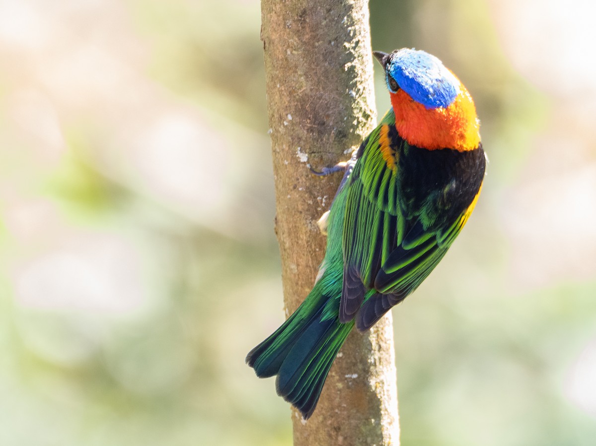 Red-necked Tanager - ML641742338