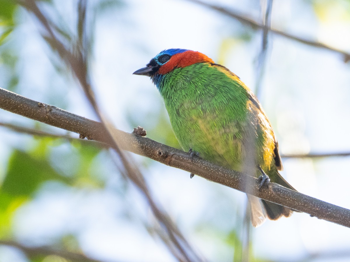 Red-necked Tanager - ML641742339